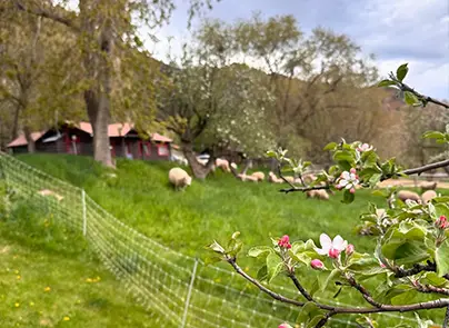 avalanche ranch cabins antiques gallery 4