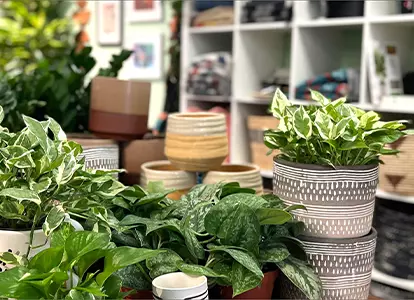 Botany Houseplant Shop - Carbondale